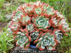 “多肉相伴，歲月生香，愿現(xiàn)世安穩(wěn)，許四季花開(kāi)”