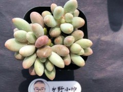 “分享超萌多肉，皮實(shí)好養(yǎng)，超高的顏值”