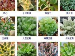 “144種多肉植物名稱(chēng)大全，常見(jiàn)品種”